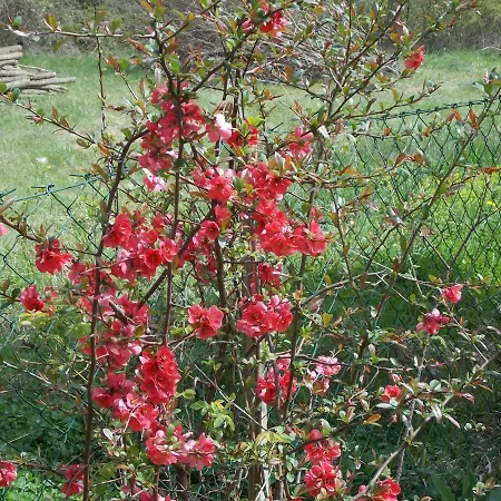 Matogi Apartamento Mokra Gora